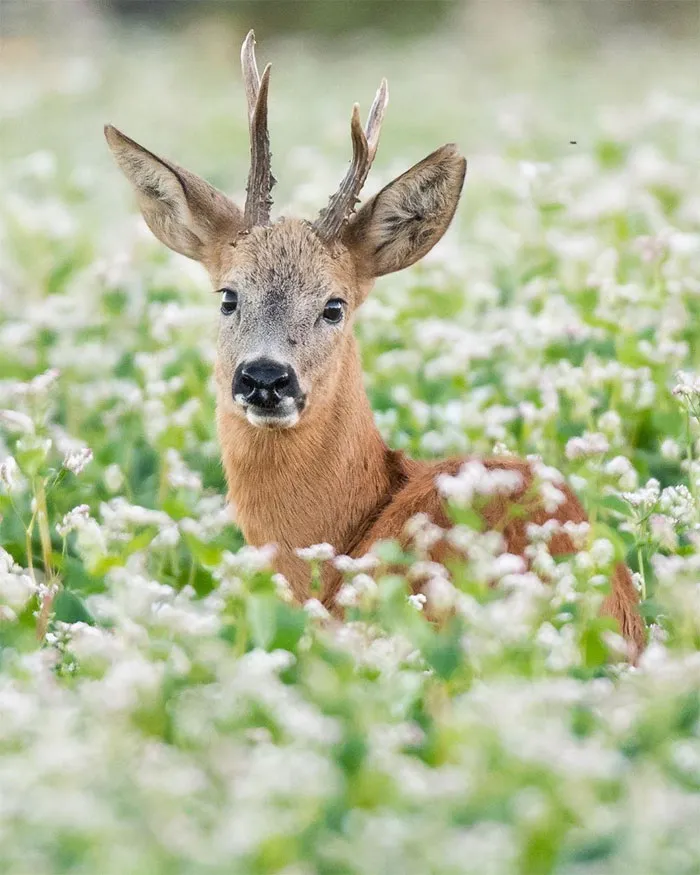 Este fotógrafo capta esos preciosos momentos en la naturaleza cuando no hay nadie cerca (30 fotos)
