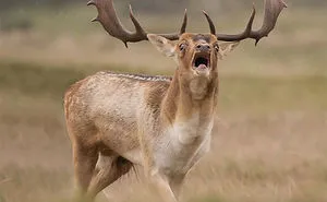 Photographer Captures The Precious Moments Of What Happens In Nature When No One's Around (30 Pics)