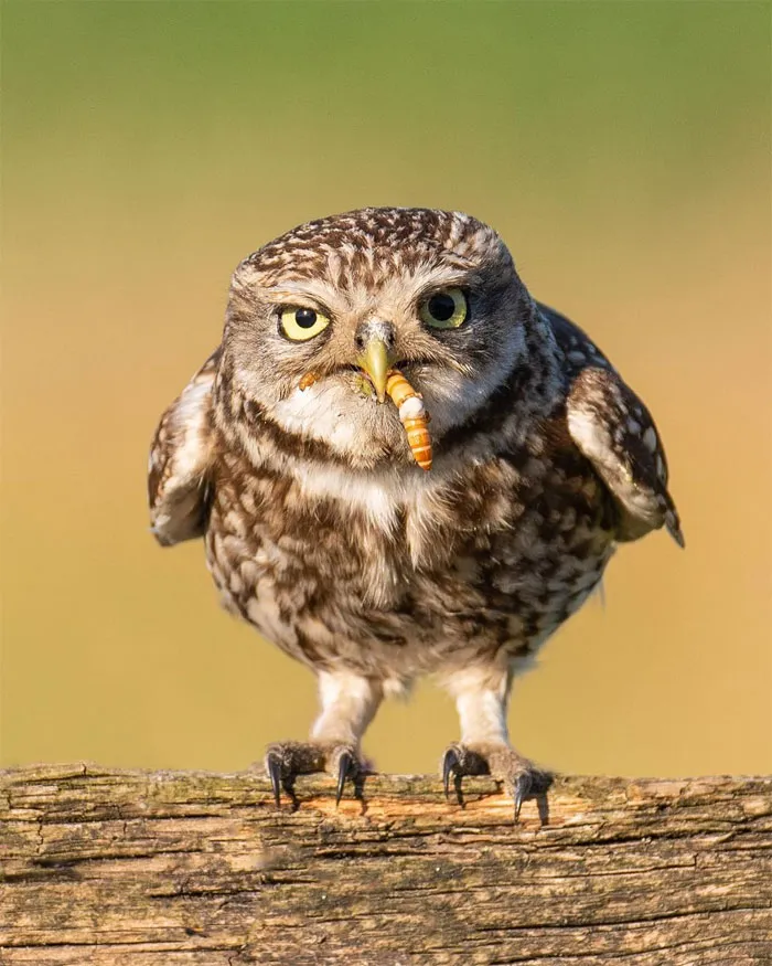 Photographer Captures The Precious Moments Of What Happens In Nature When No One's Around (30 Pics)
