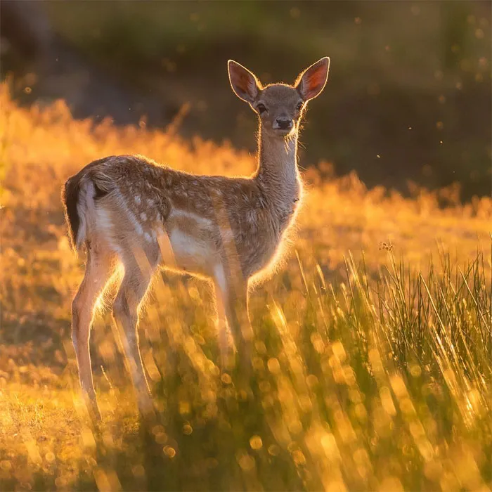 Este fotógrafo capta esos preciosos momentos en la naturaleza cuando no hay nadie cerca (30 fotos)
