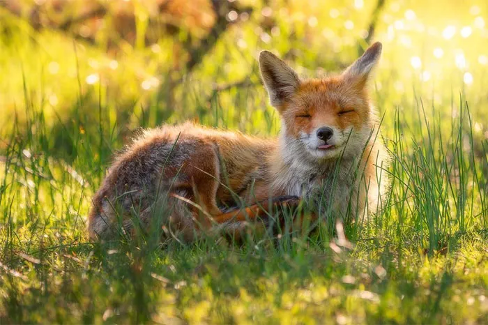 Este fotógrafo capta esos preciosos momentos en la naturaleza cuando no hay nadie cerca (30 fotos)