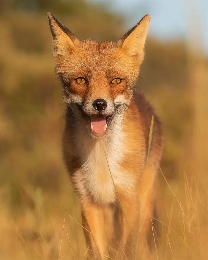 Este fotógrafo capta esos preciosos momentos en la naturaleza cuando no hay nadie cerca (30 fotos)