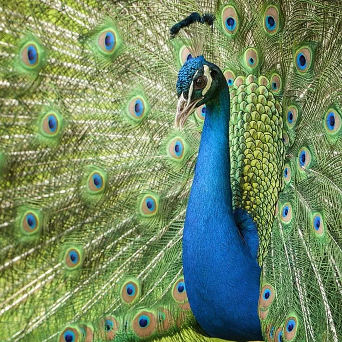 Este fotógrafo capta esos preciosos momentos en la naturaleza cuando no hay nadie cerca (30 fotos)