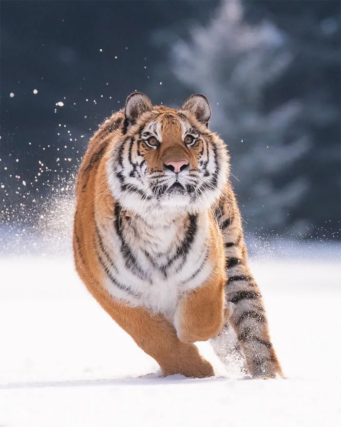 Photographer Captures The Precious Moments Of What Happens In Nature When No One's Around (30 Pics)