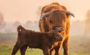 Photographer Captures The Precious Moments Of What Happens In Nature When No One's Around (30 Pics)