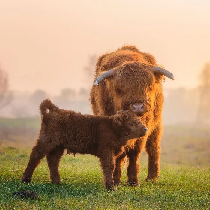 Photographer Captures The Precious Moments Of What Happens In Nature When No One's Around (30 Pics)