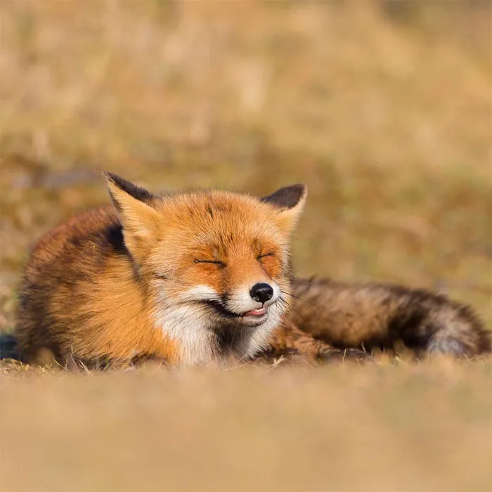 Photographer Captures The Precious Moments Of What Happens In Nature When No One's Around (30 Pics)