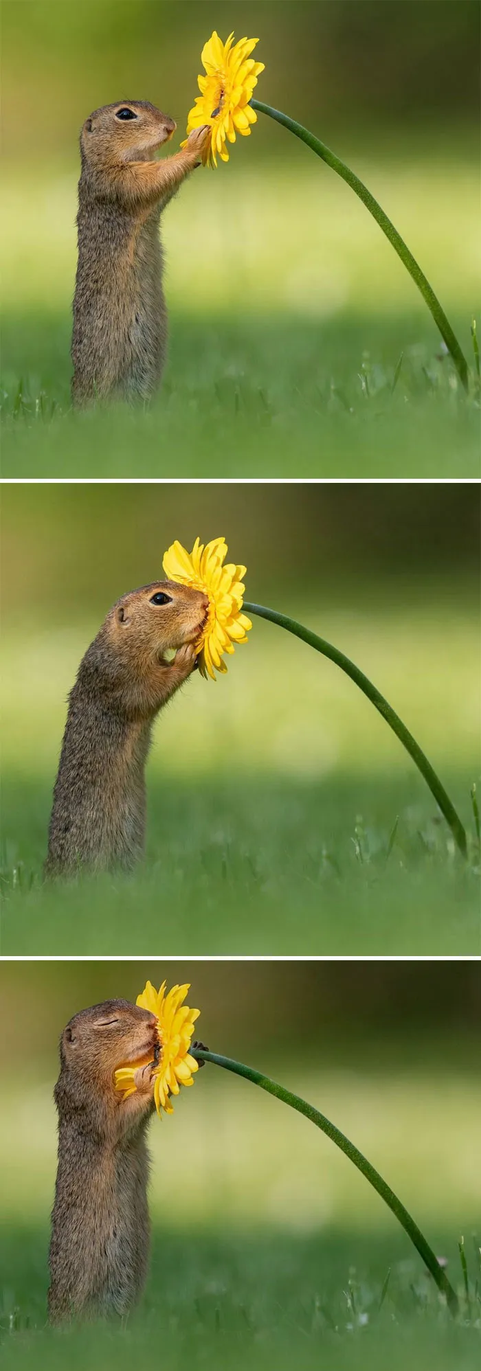 Photographer Captures The Precious Moments Of What Happens In Nature When No One's Around (30 Pics)