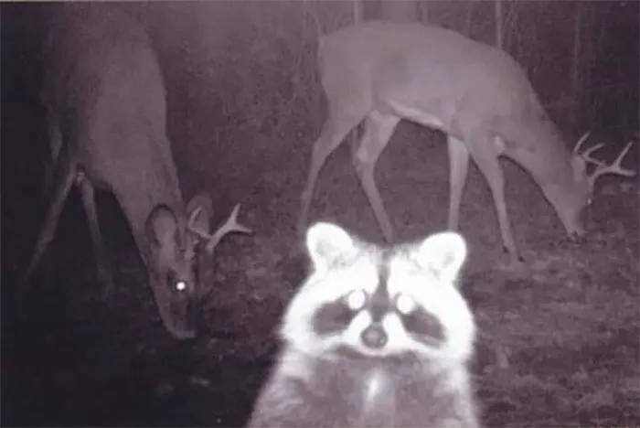 People Are Posting Pics Of Animals With Threatening Auras, And Here Are 45 Of The Best Ones