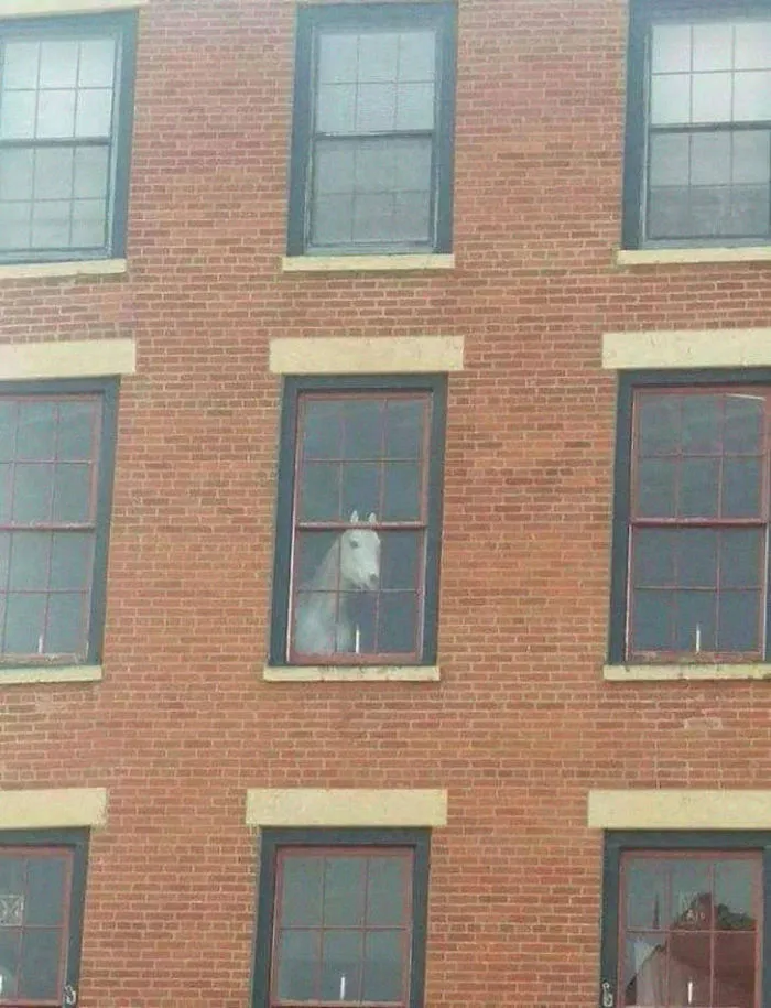 People Are Posting Pics Of Animals With Threatening Auras, And Here Are 45 Of The Best Ones