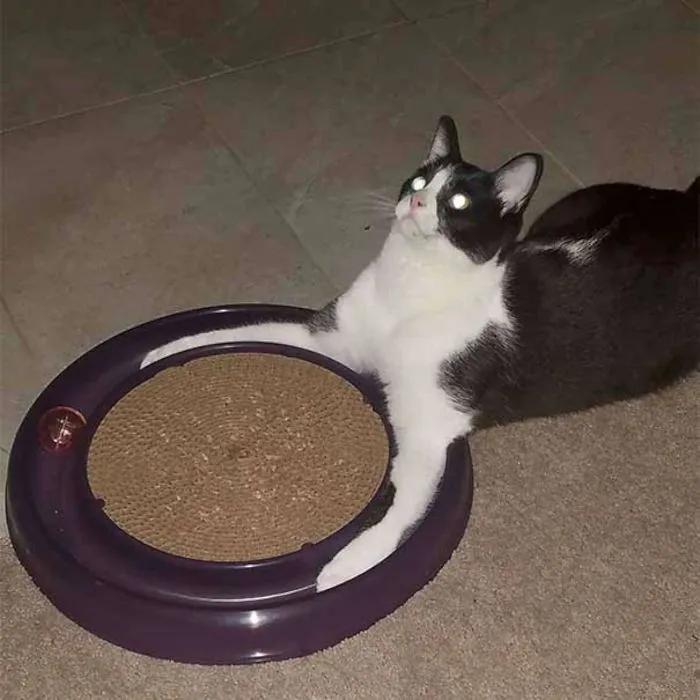People Are Posting Pics Of Animals With Threatening Auras, And Here Are 45 Of The Best Ones