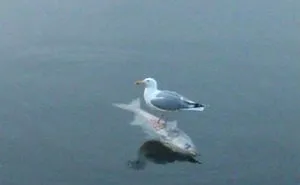 People Are Posting Pics Of Animals With Threatening Auras, And Here Are 45 Of The Best Ones