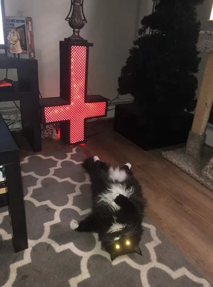People Are Posting Pics Of Animals With Threatening Auras, And Here Are 45 Of The Best Ones
