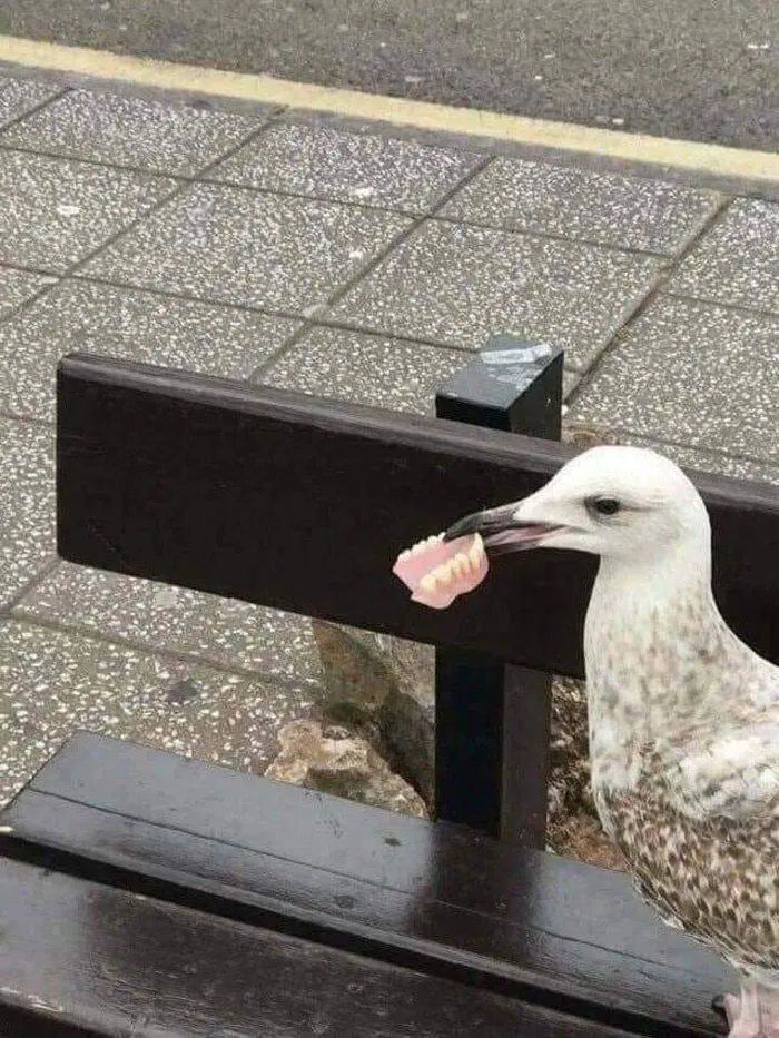 People Are Posting Pics Of Animals With Threatening Auras, And Here Are 45 Of The Best Ones