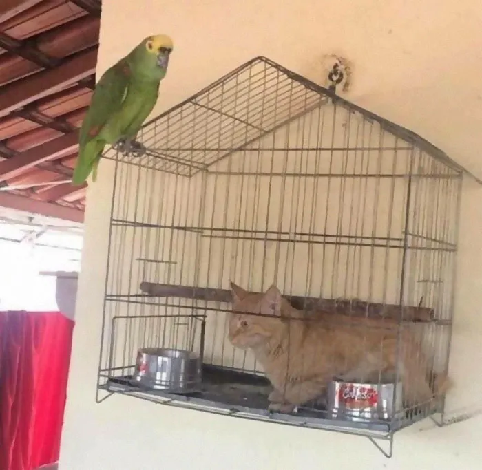People Are Posting Pics Of Animals With Threatening Auras, And Here Are 45 Of The Best Ones