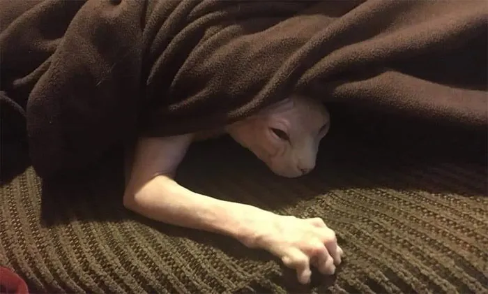 La gente comparte fotos de animales con auras amenazantes y aquí tienes 45 de los mejores