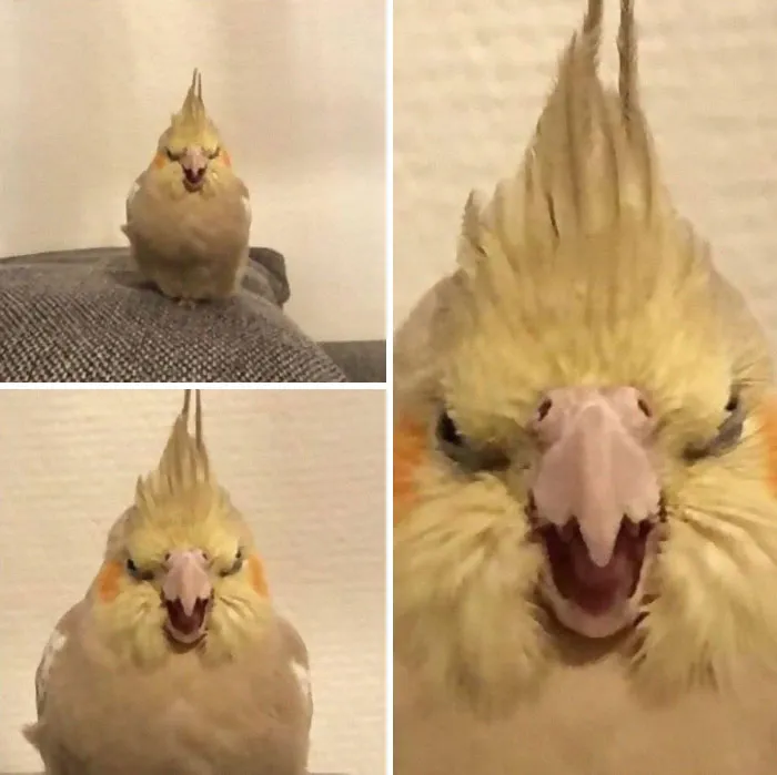 People Are Posting Pics Of Animals With Threatening Auras, And Here Are 45 Of The Best Ones