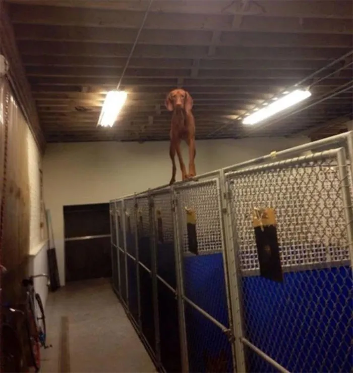 People Are Posting Pics Of Animals With Threatening Auras, And Here Are 45 Of The Best Ones