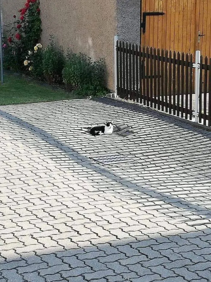 People Are Posting Pics Of Animals With Threatening Auras, And Here Are 45 Of The Best Ones