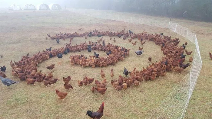 Animals-With-Threatening-Auras