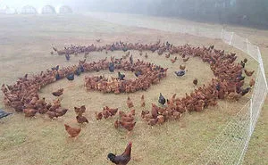 People Are Posting Pics Of Animals With Threatening Auras, And Here Are 45 Of The Best Ones