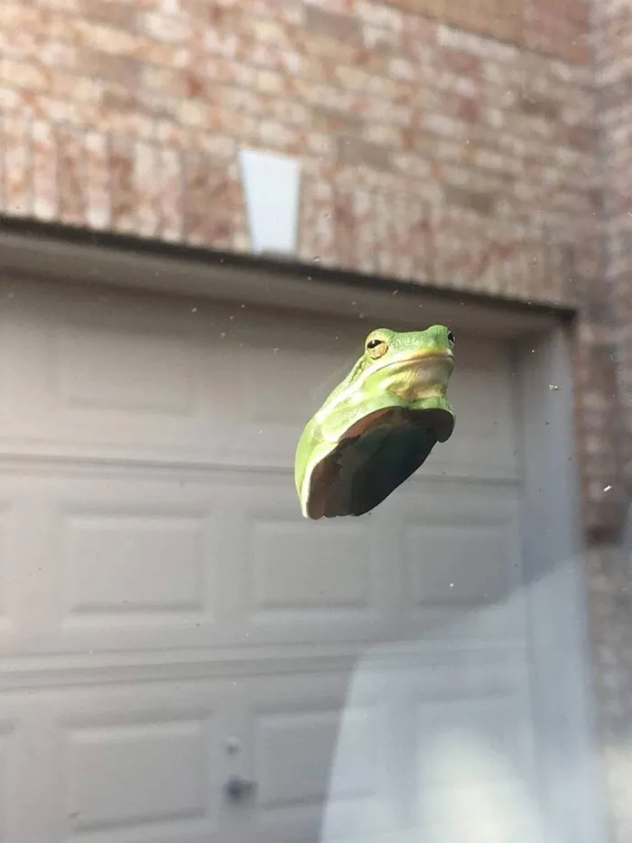 People Are Posting Pics Of Animals With Threatening Auras, And Here Are 45 Of The Best Ones