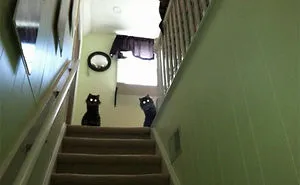 People Are Posting Pics Of Animals With Threatening Auras, And Here Are 45 Of The Best Ones