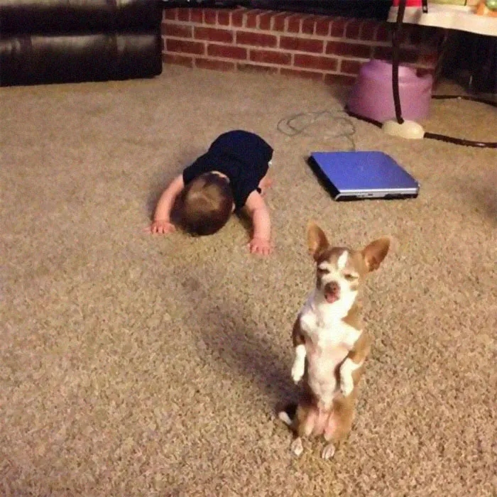People Are Posting Pics Of Animals With Threatening Auras, And Here Are 45 Of The Best Ones