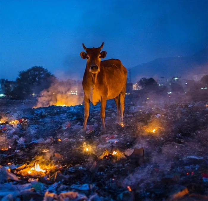 People Are Posting Pics Of Animals With Threatening Auras, And Here Are 45 Of The Best Ones