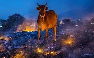 People Are Posting Pics Of Animals With Threatening Auras, And Here Are 45 Of The Best Ones