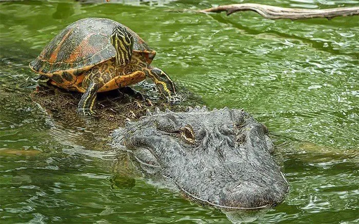 People Are Posting Pics Of Animals With Threatening Auras, And Here Are 45 Of The Best Ones