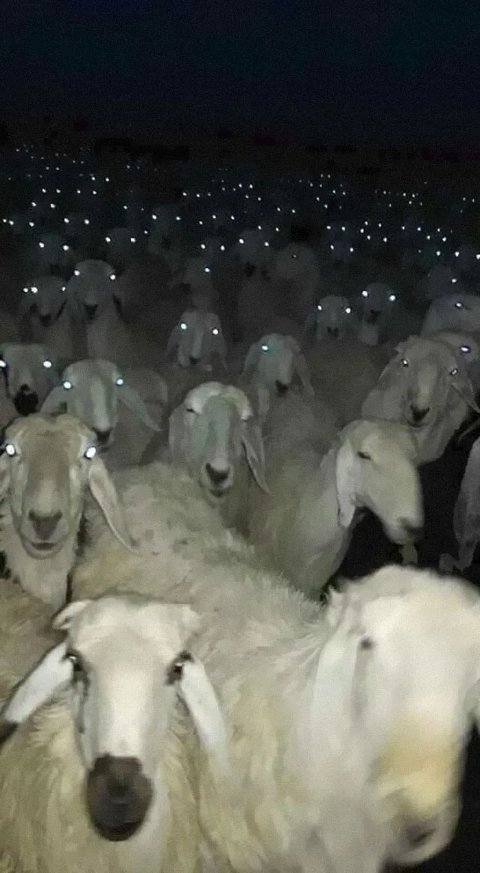 La gente comparte fotos de animales con auras amenazantes y aquí tienes 45 de los mejores