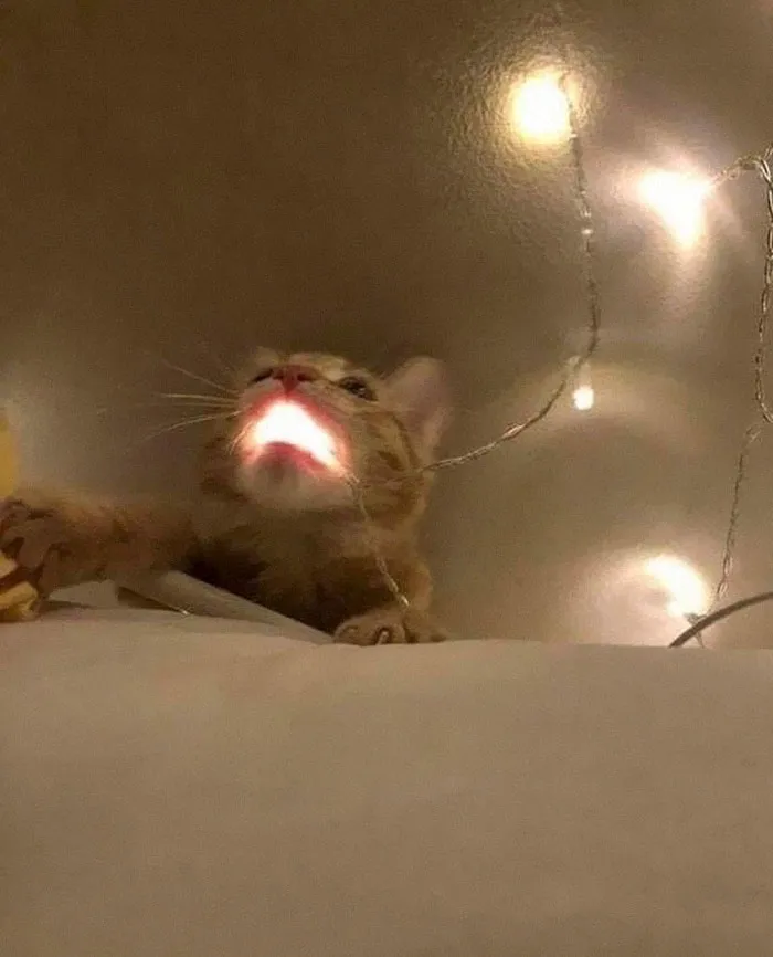 La gente comparte fotos de animales con auras amenazantes y aquí tienes 45 de los mejores
