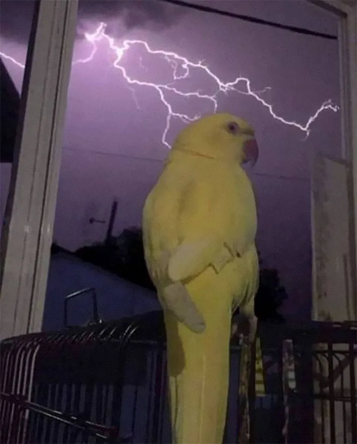 People Are Posting Pics Of Animals With Threatening Auras, And Here Are 45 Of The Best Ones