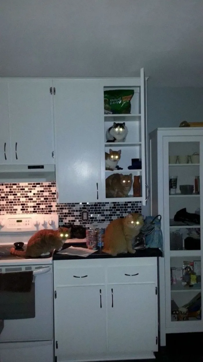 La gente comparte fotos de animales con auras amenazantes y aquí tienes 45 de los mejores