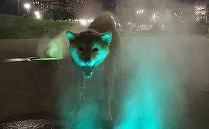 People Are Posting Pics Of Animals With Threatening Auras, And Here Are 45 Of The Best Ones