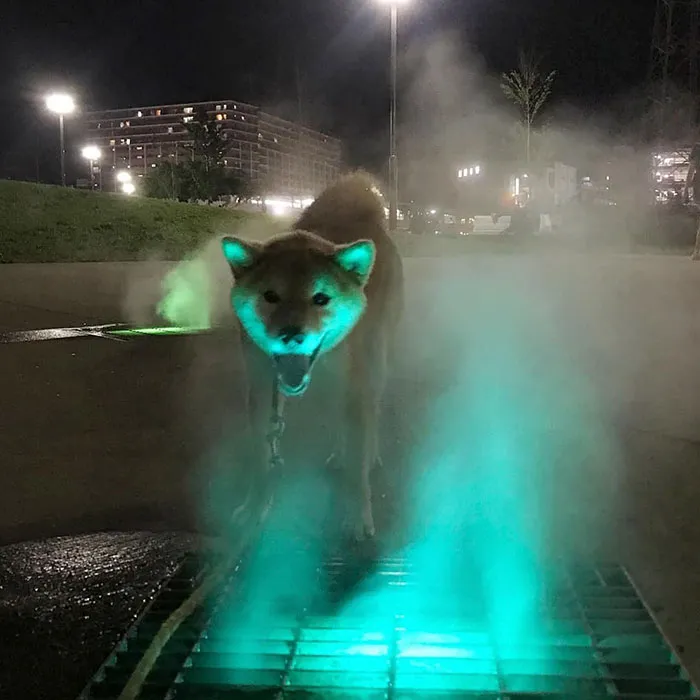 La gente comparte fotos de animales con auras amenazantes y aquí tienes 45 de los mejores