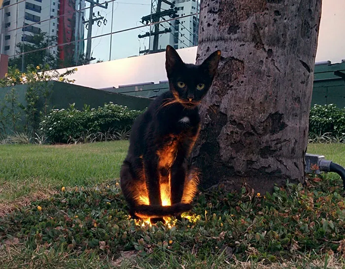 La gente comparte fotos de animales con auras amenazantes y aquí tienes 45 de los mejores