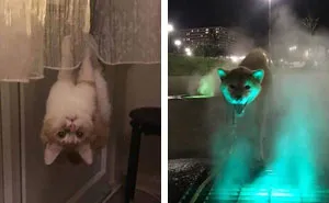 People Are Posting Pics Of Animals With Threatening Auras, And Here Are 45 Of The Best Ones