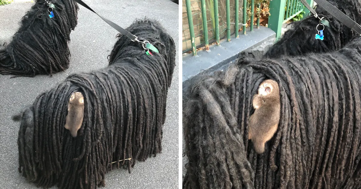 Esta dueña encontró a una cría de zarigüeya colgada del lomo de su perro
