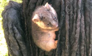 Owner Finds A Baby Possum Clinging On To Her Dog's Back