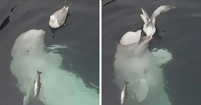 A Beluga Whale Teases A Seagull And Tries To Befriend It In An Adorable Video