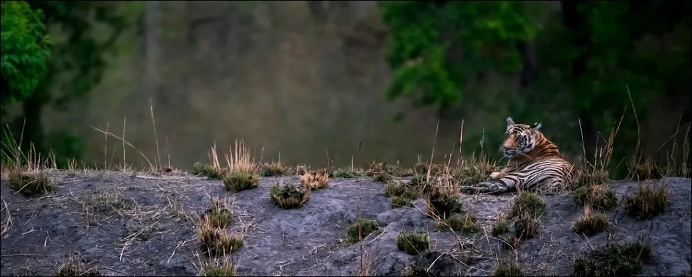 My Wildlife Experience In Corbett Tiger Reserve