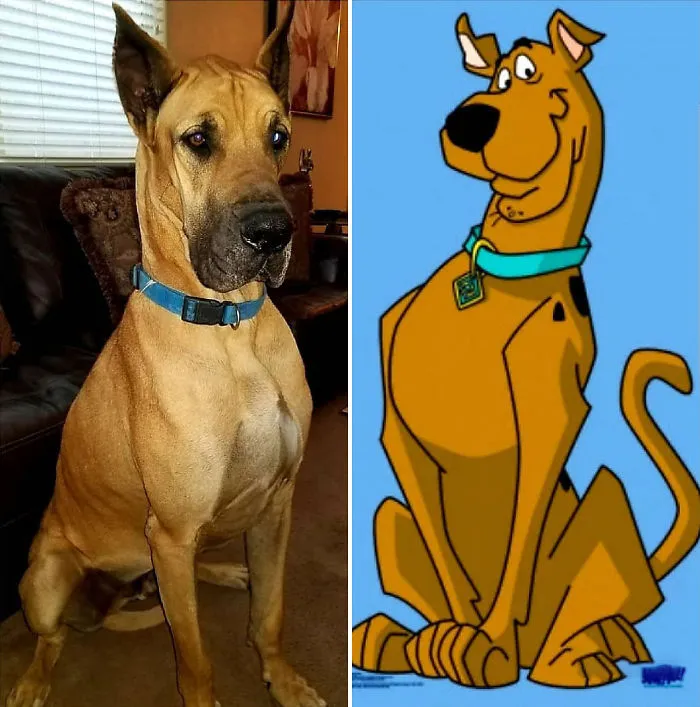 24 Scooby-Doo Lookalikes Just In Time For The Show's 50 Year Anniversary