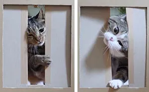 Person Wants To Find Out How Narrow A Gap Can Cats Squeeze Through, Conducts This Hilarious Experiment
