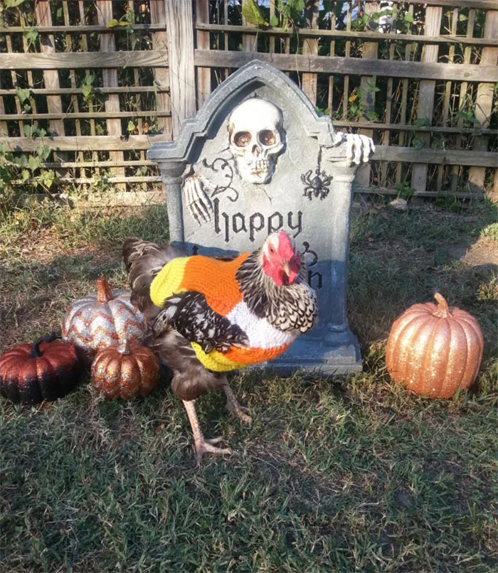 37 Chickens Ready For Fall With Their Little Knitted Outfits