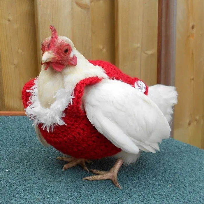 37 Chickens Ready For Fall With Their Little Knitted Outfits