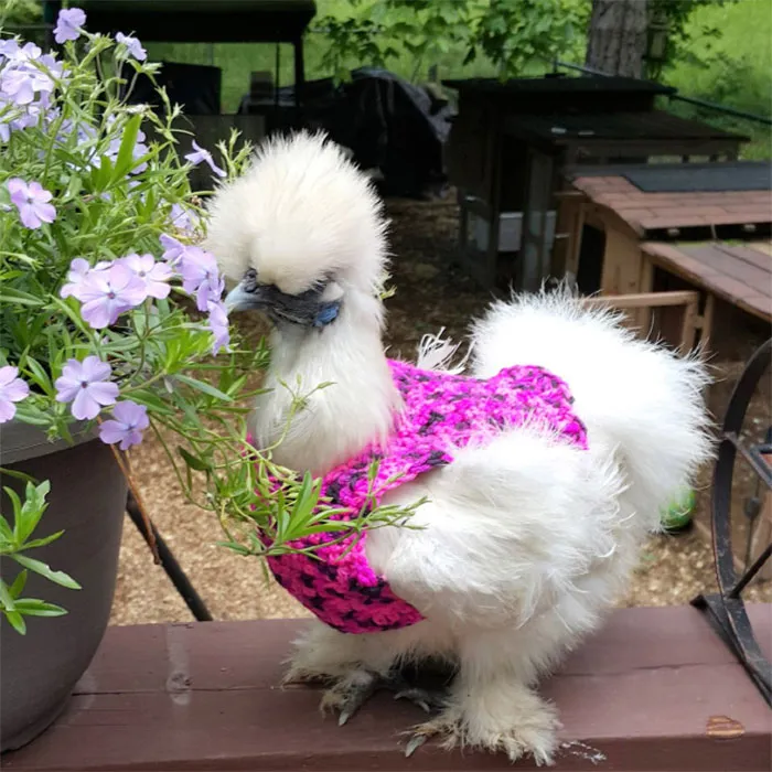 37 Chickens Ready For Fall With Their Little Knitted Outfits