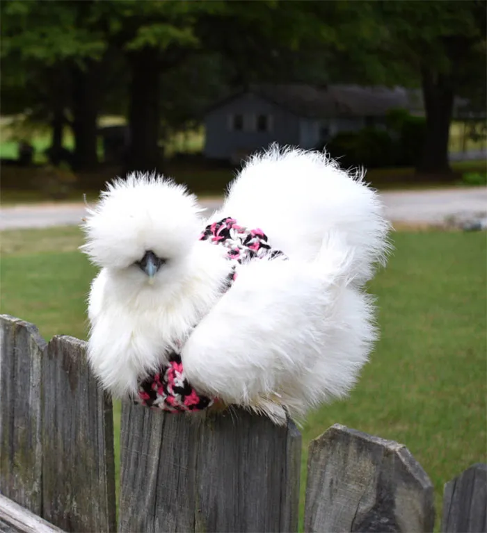 37 Chickens Ready For Fall With Their Little Knitted Outfits