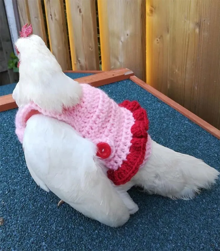 37 Chickens Ready For Fall With Their Little Knitted Outfits